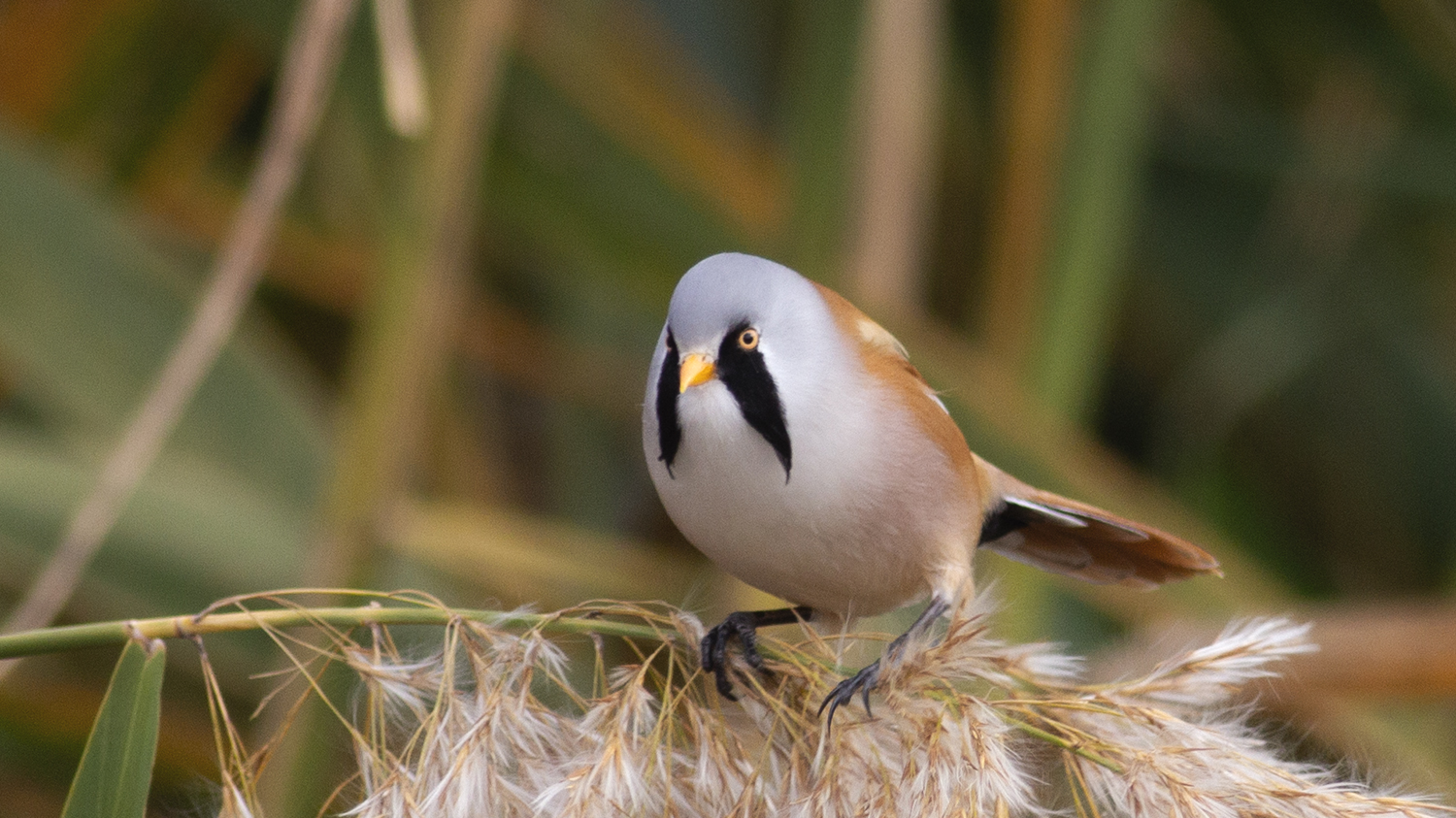 Bearded Reedling